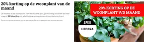 20% korting op de woonplant van de maand
